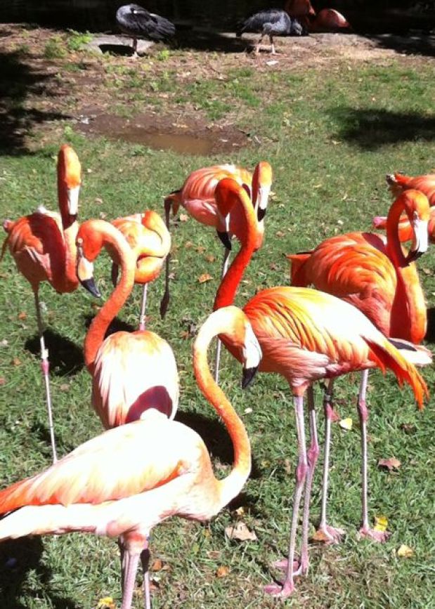 Flamingoes, Jackson Zoo