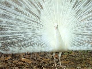 White peacock, Jackson Zoo
